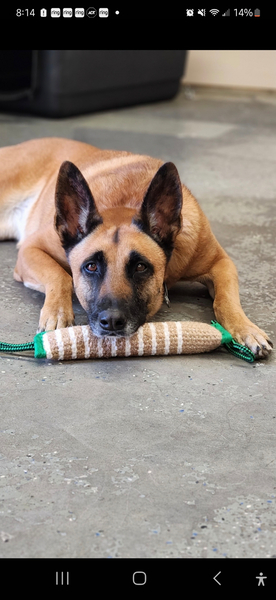 Cover photo of Can Ur Dog Do This?